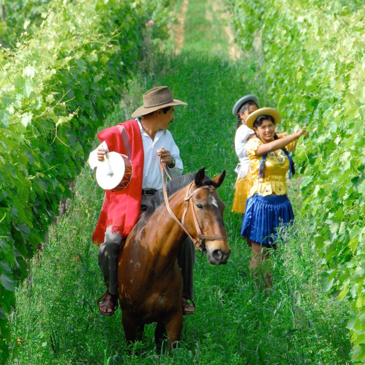 13 Tarija - ruta del vino